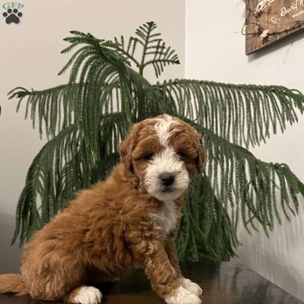 Snuggles, Mini Goldendoodle Puppy