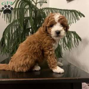 Snuggles, Mini Goldendoodle Puppy