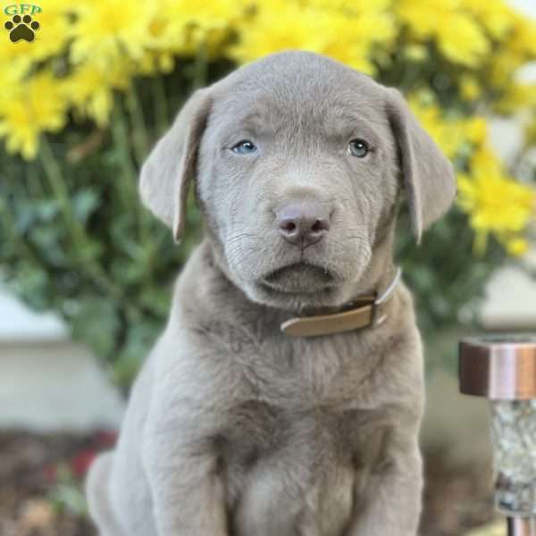 Spencer, Silver Labrador Retriever Puppy