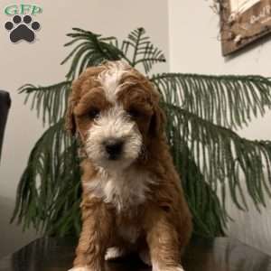 Snuggles, Mini Goldendoodle Puppy