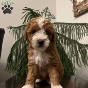 Snuggles, Mini Goldendoodle Puppy