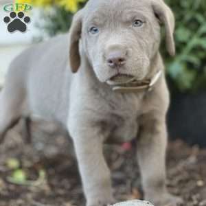 Spencer, Silver Labrador Retriever Puppy