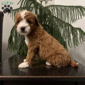 Snuggles, Mini Goldendoodle Puppy