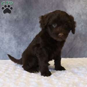 Tally, Portuguese Water Dog Puppy