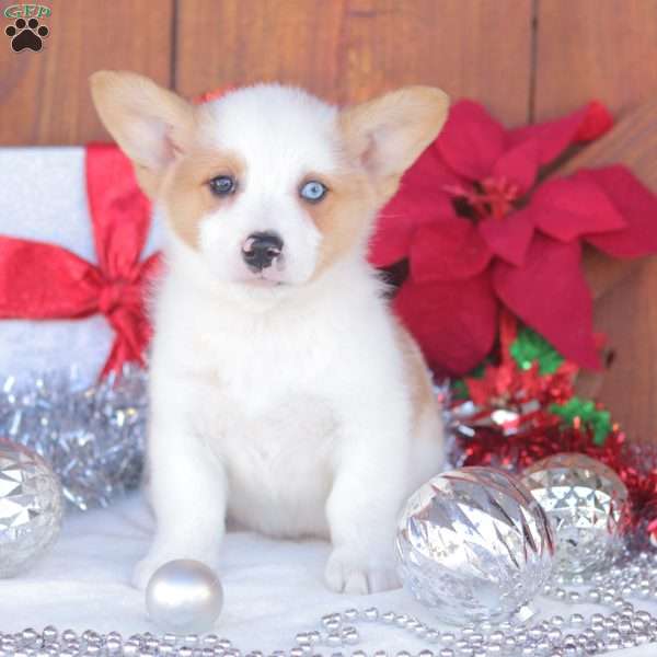 Cruz, Pembroke Welsh Corgi Puppy