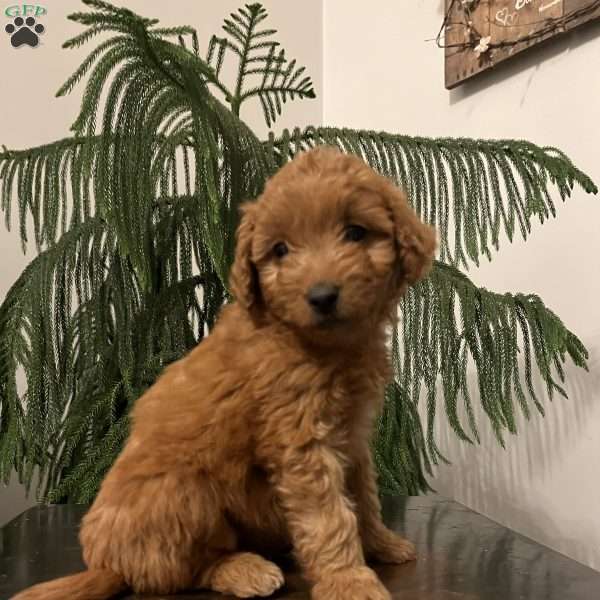 Satin, Mini Goldendoodle Puppy