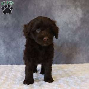 Tally, Portuguese Water Dog Puppy