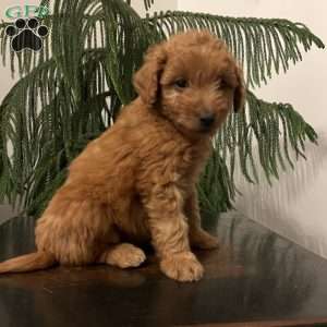 Satin, Mini Goldendoodle Puppy