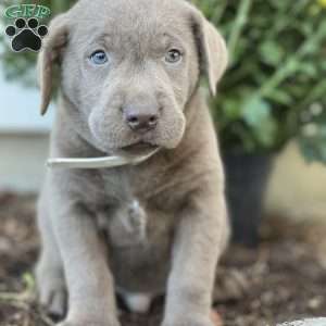 Solomon, Silver Labrador Retriever Puppy