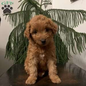 Satin, Mini Goldendoodle Puppy