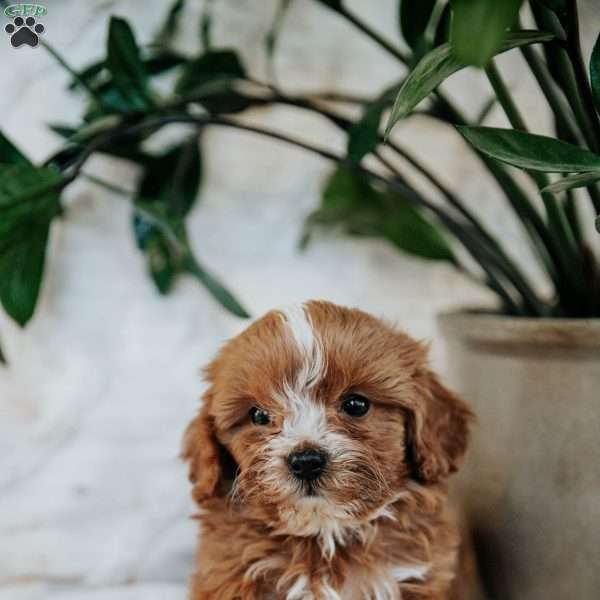 Danny, Cavapoo Puppy