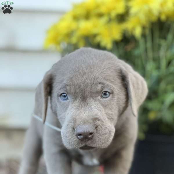 Solomon, Silver Labrador Retriever Puppy