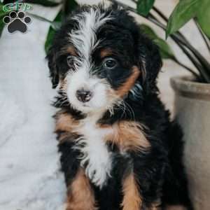 Olive, Mini Bernedoodle Puppy