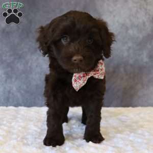 Tally, Portuguese Water Dog Puppy