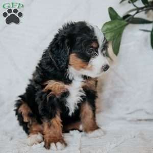 Olive, Mini Bernedoodle Puppy