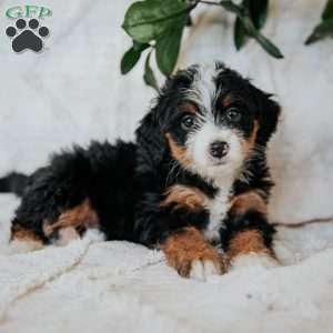 Olive, Mini Bernedoodle Puppy