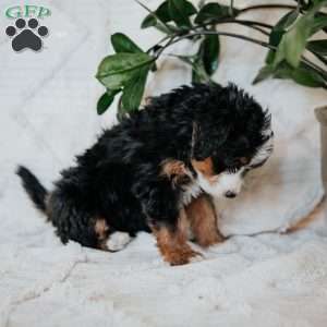 Olive, Mini Bernedoodle Puppy