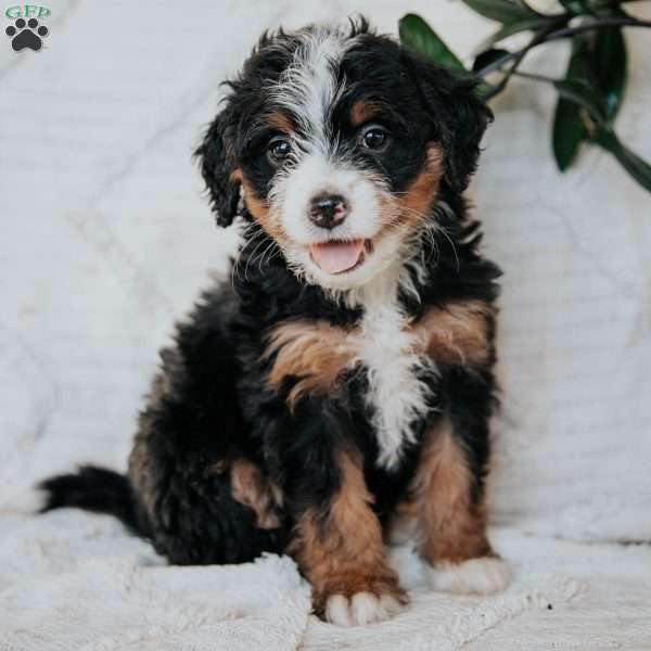 Olive, Mini Bernedoodle Puppy