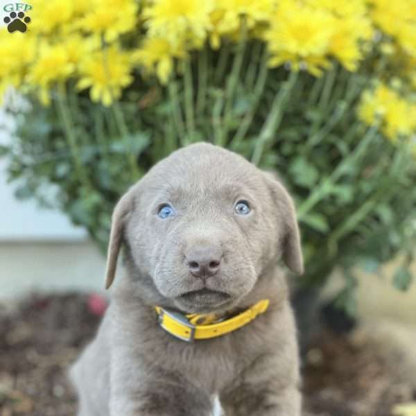 Sebastian, Silver Labrador Retriever Puppy