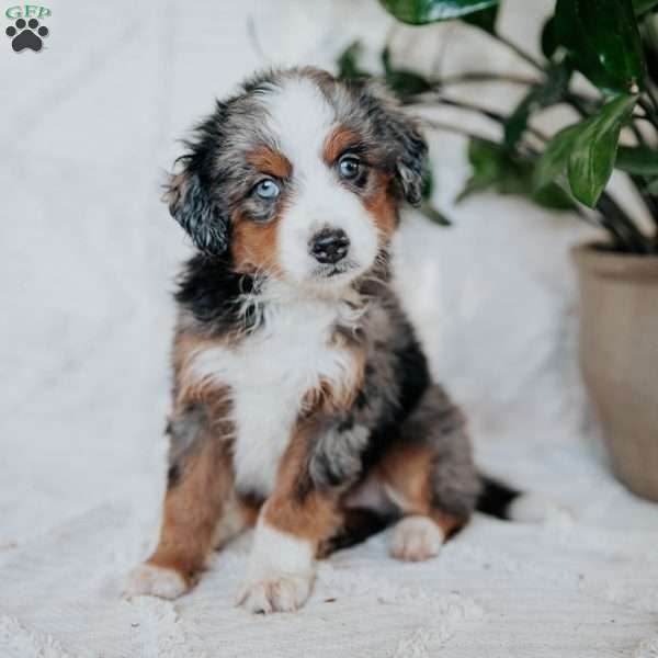 Ollie, Mini Bernedoodle Puppy