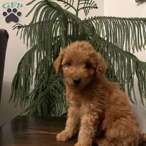 Satin, Mini Goldendoodle Puppy