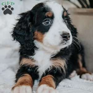 Otis, Mini Bernedoodle Puppy