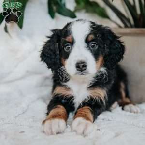 Otis, Mini Bernedoodle Puppy