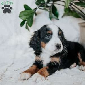 Otis, Mini Bernedoodle Puppy