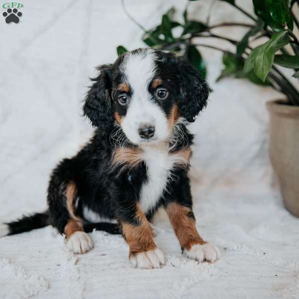 Otis, Mini Bernedoodle Puppy