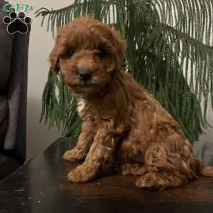 Skye, Mini Goldendoodle Puppy