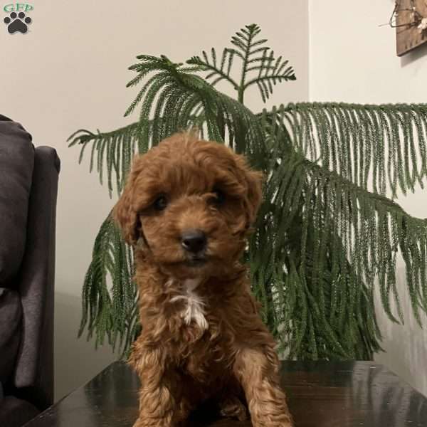 Skye, Mini Goldendoodle Puppy