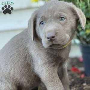 Sebastian, Silver Labrador Retriever Puppy