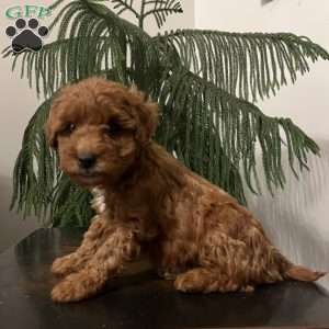 Skye, Mini Goldendoodle Puppy
