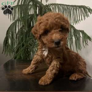 Skye, Mini Goldendoodle Puppy