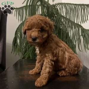 Skye, Mini Goldendoodle Puppy