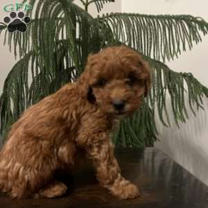 Skye, Mini Goldendoodle Puppy