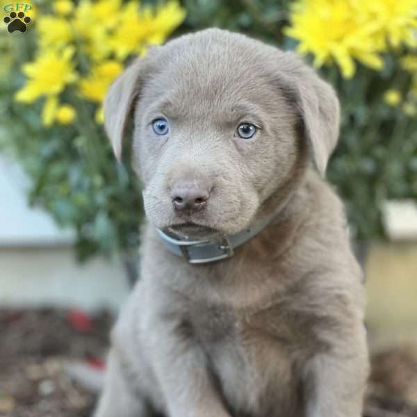 Sergio, Silver Labrador Retriever Puppy