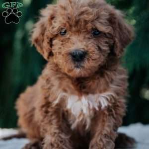 Levi, Mini Goldendoodle Puppy