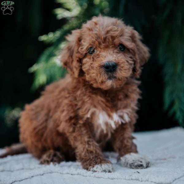 Levi, Mini Goldendoodle Puppy