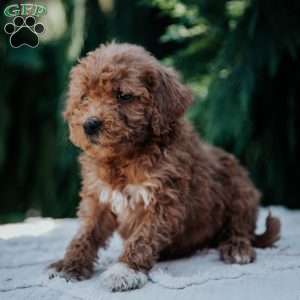 Levi, Mini Goldendoodle Puppy