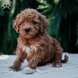 Levi, Mini Goldendoodle Puppy