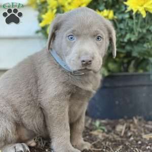 Sergio, Silver Labrador Retriever Puppy