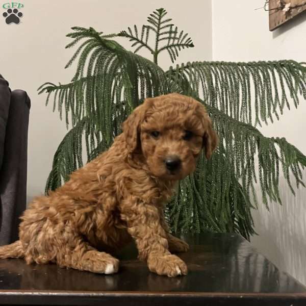 Sasha, Mini Goldendoodle Puppy