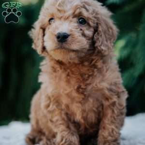 Leo, Mini Goldendoodle Puppy