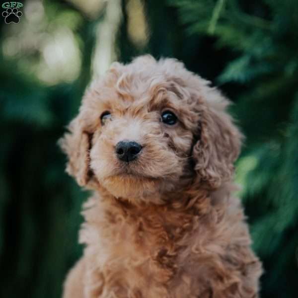 Leo, Mini Goldendoodle Puppy