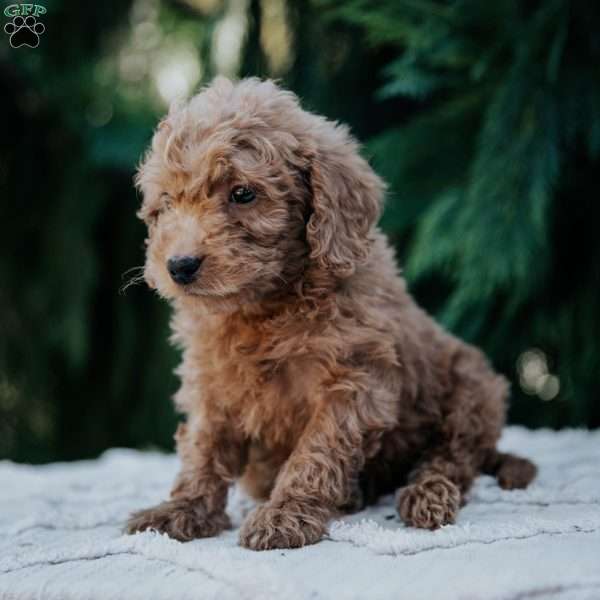 Leo, Mini Goldendoodle Puppy