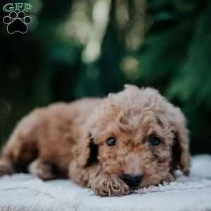 Leo, Mini Goldendoodle Puppy
