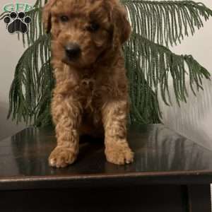 Sasha, Mini Goldendoodle Puppy