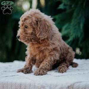 Leo, Mini Goldendoodle Puppy