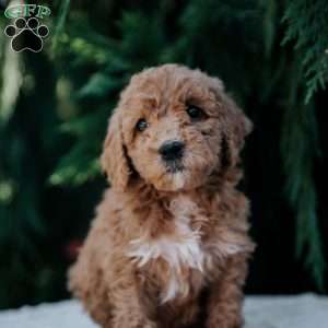 Lily, Mini Goldendoodle Puppy